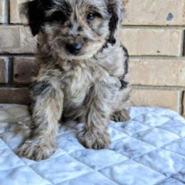 Aussiedoodle, Australian Shepherd, Bernedoodle, Cockapoo, and Poodle Puppies from Sis' Doodles & Poodles