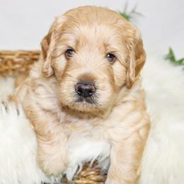 Australian Mountain Doodle, Bernedoodle, and Goldendoodle Puppies from Wynterwood Doodles
