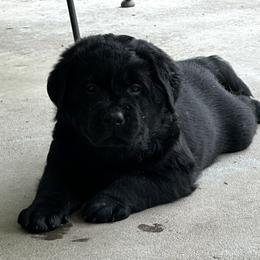 Labrador Retriever Puppies from Findaway Labradors
