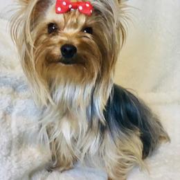 Tia - Black and gold female Yorkshire Terrier puppy in Mankato, Minnesota from Niko Terriers