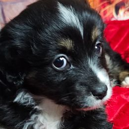Aussiedoodles, Companion Crosses, Pomskies, and Pugs from We R Puppies