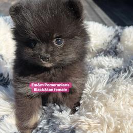 Black and tan girl - Black and tan female Pomeranian puppy in Kentucky from Em&M Pomeranians