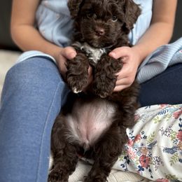 Ivy - Chocolate female Goldendoodle puppy in Berlin, Ohio from Doodle Babys