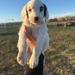 Black - White and black male Springerdoodle puppy in Clifton, Idaho from Little Mountain Springers, Springerdoodles & Poodles