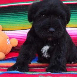 Miniature Schnauzer Puppies from A'Lord Miniature Schnauzer