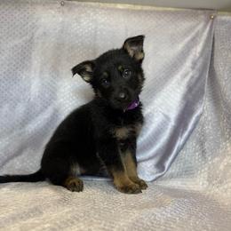 Rixa - Purple Collar - Black and tan female German Shepherd puppy in Greenwood, Arkansas from West Haus Shepherds