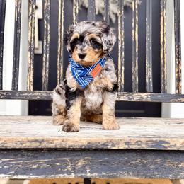 Boy 2 - Merle male Bernedoodle puppy in Salt Lake County, Utah from Coco Avenue Pups