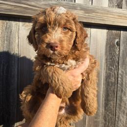Seeker - Orange Collar - Red male Double Doodle puppy in Rowlett, Texas from Parrish Precious Ones Texas