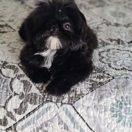 Shih Tzu Puppies from Shih Tzu Gems 💎