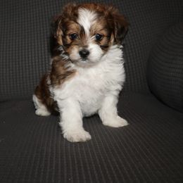 Elsa - Chocolate and white female Havapoo puppy in Loveland, Colorado from Littledoodles2love