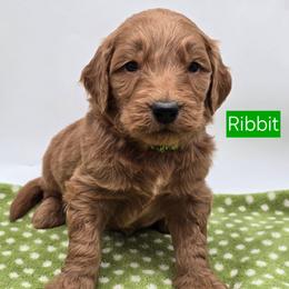 Ribbit - Red  male Goldendoodle puppy in Neillsville, Wisconsin from Granton Creek