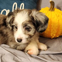 Harley - Blue merle Aussiedoodle puppy in Logansport, Indiana from Sandy Hill Farm Aussies, LLC