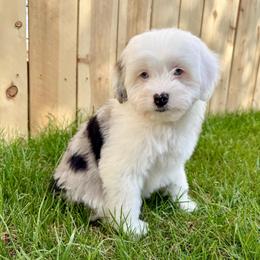 Laredo - Blue merle female Aussiedoodle puppy in Heber City, Utah from Junipersdoodles