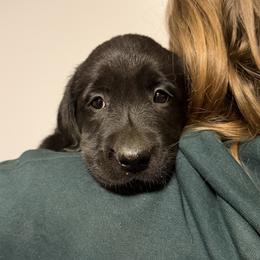 Orange - Black female Labrador Retriever puppy in Middleton, New Hampshire from Tag Hollow