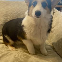 Rocket - Black and tan male Pembroke Welsh Corgi puppy in Hueytown, Alabama from AAA Corgis