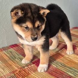 Girl-3 - Black and tan female Shiba Inu puppy in Columbus Junction, Iowa from Liz's Shiba Inu