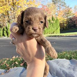 Hazel - Red female Cockapoo puppy in Clarks Summit, Pennsylvania from M&M Cockapoos