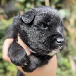 Black Tri Brown Eyes - Black tri male Miniature American Shepherd puppy in Kamuela On The Big Island, Hawaii from Royal Hawaiian Aussies LLC
