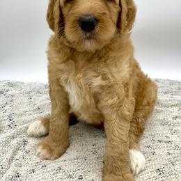 Goldendoodle Puppies from Cane Creek Goldendoodles
