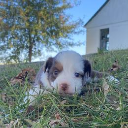 Myrtle - Red tri female Miniature Australian Shepherd puppy in California, Kentucky from Sonlight Ridge Aussies