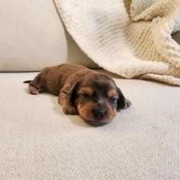 Jet - Dapple male Dachshund puppy in Dighton, Massachusetts from Powerdox Dachshunds