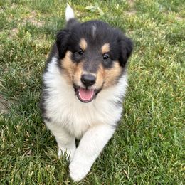 Bear - Black white and tan male Collie puppy in Bad Axe, Michigan from Collie Campo
