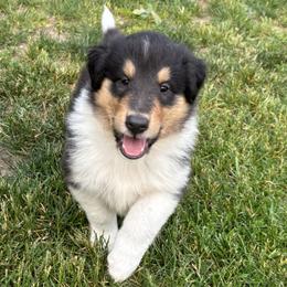 Bear - Black white and tan male Collie puppy in Bad Axe, Michigan from Collie Campo