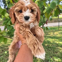 Stardust - Blenheim female Cavapoo puppy in Austin, Texas from Doodles of Central Texas
