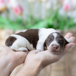 Noodle - Piebald male Dachshund puppy in Fort Myers, Florida from Blossom Paws