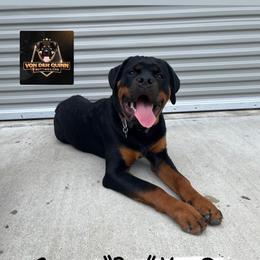 Rottweiler Puppies from Von Der Quinn Rottweilers