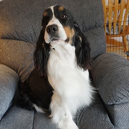 Holly - English Springer Spaniel