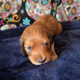 Boston - Red male Dachshund puppy in Klamath Falls, Oregon from Luvindoxys4u