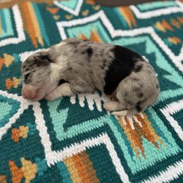 Janey - Blue merle female Border Collie puppy in New Mexico from Twisted Biscuit Border Collies