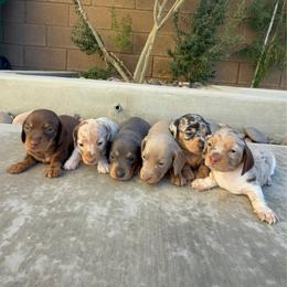 Blue tan - Blue and tan female Dachshund puppy in San Diego, California from San Diego Dachshunds
