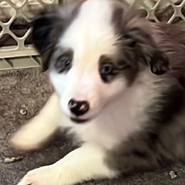 Boy 2 - Blue merle Miniature Australian Shepherd puppy in Corydon, Indiana from Arbuckle’s Lookin Good Aussies (LGA)