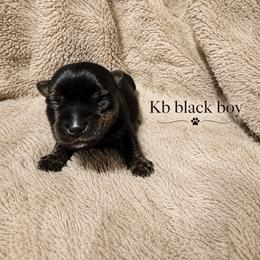 Doc - Black and tan male Yorkshire Terrier puppy in Goode, Virginia from Glass Hill Yorkies