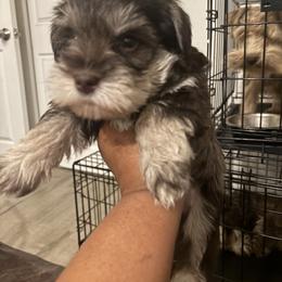 Liverpool(Lime) - Liver male Miniature Schnauzer puppy in Hemet, California from Feshia's Miniature Schnauzers