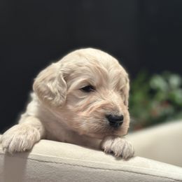 Marshmallow - Cream male Goldendoodle puppy in Rainier, Oregon from Beaver Springs Puppies