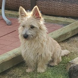 Cairn Terrier Puppies from Ferguson's Cairn Terriers