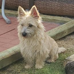 Cairn Terrier Puppies from Ferguson's Cairn Terriers