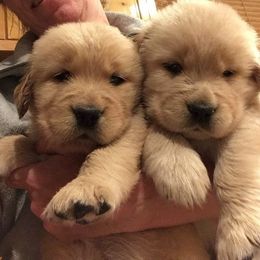 Golden Retriever Puppies from Golden-B-Bear Kennel