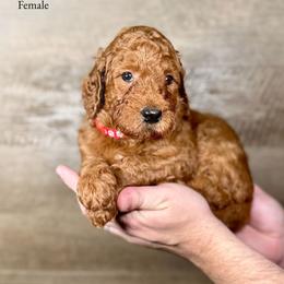 Ingrid - Red  female Goldendoodle puppy in Abilene, Texas from Mesquite Kennels