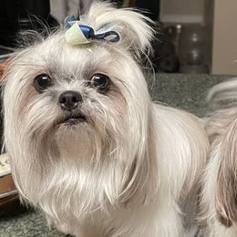 Shih Tzus from The 🐾 Tang Clan Chronicle & Nursery