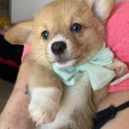 Diva - Red female Pembroke Welsh Corgi puppy in Riverside, California from Four Aces Corgis