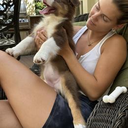 Australian Shepherd Puppies from Lovable Little Aussies