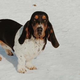 Luna - Basset Hound