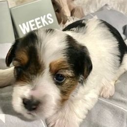 Yorkshire Terriers from Charlie's Angels Yorkies