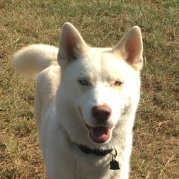 Viking - Siberian Husky