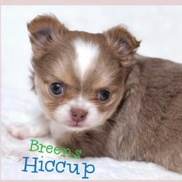 Hiccup - Chocolate blue male Chihuahua puppy in Richmond, Virginia from Breens