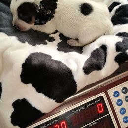 Australian Cattle Dog Puppies from Kurczak Farm LLC